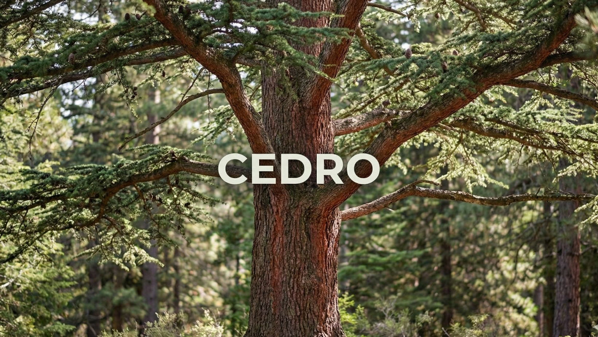 Aceite esencial de Cedro del Atlas de Mei Rituals