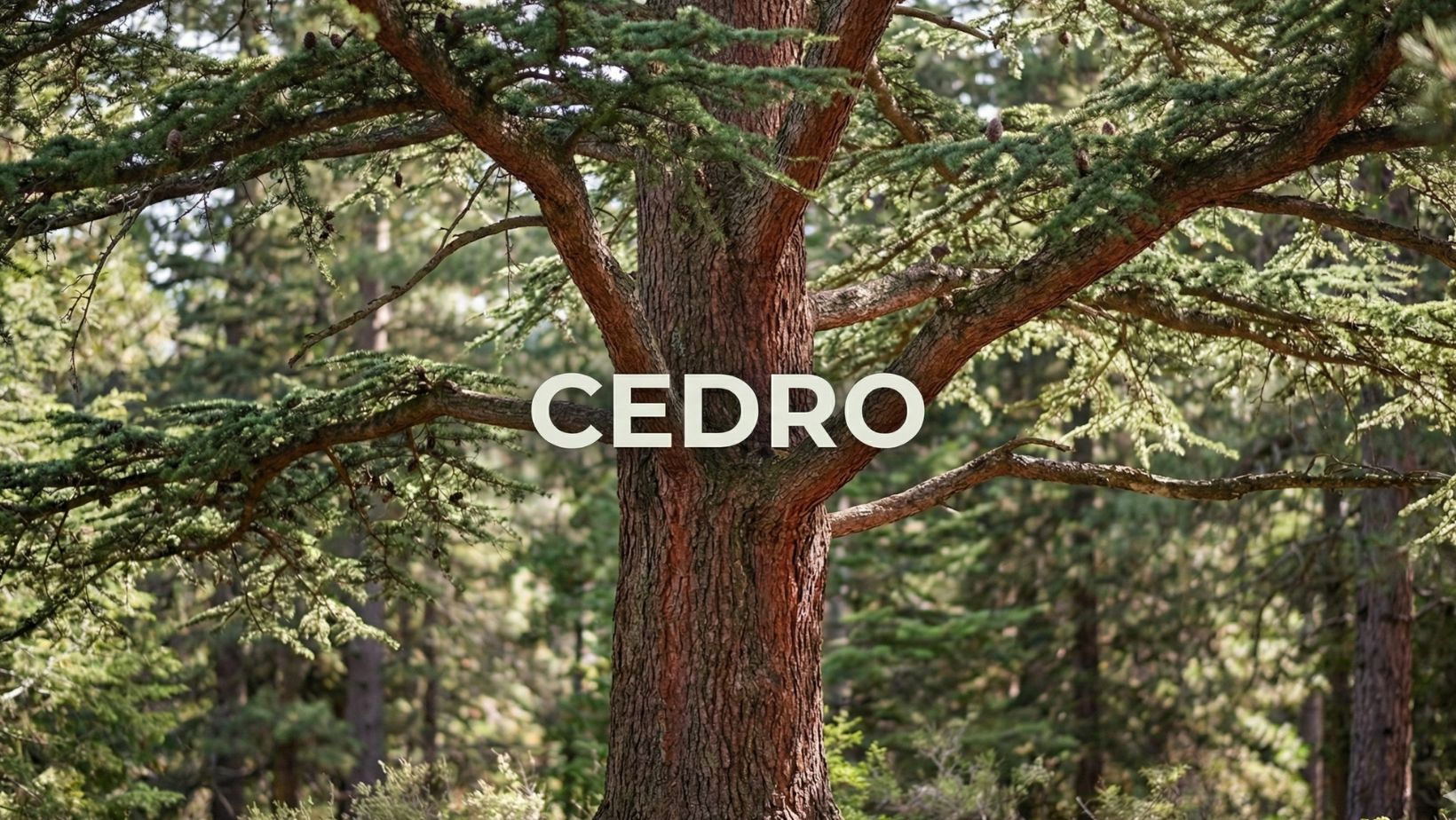 aceite esencial de cedro australiano mei rituals