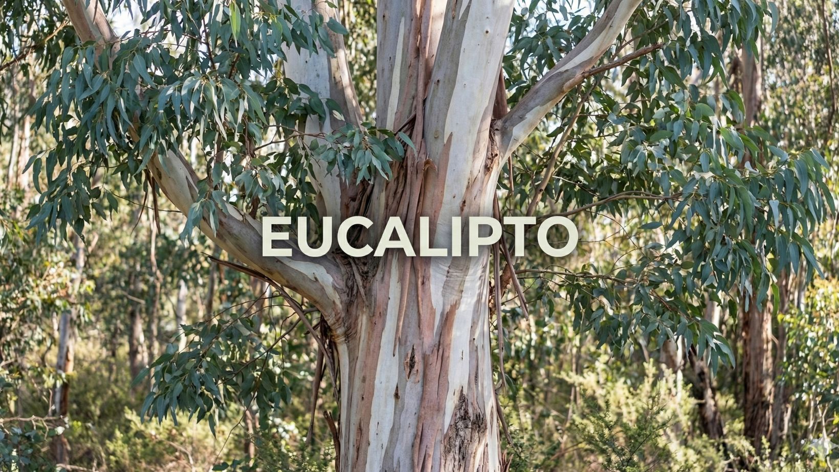 aceite esencial de eucalipto