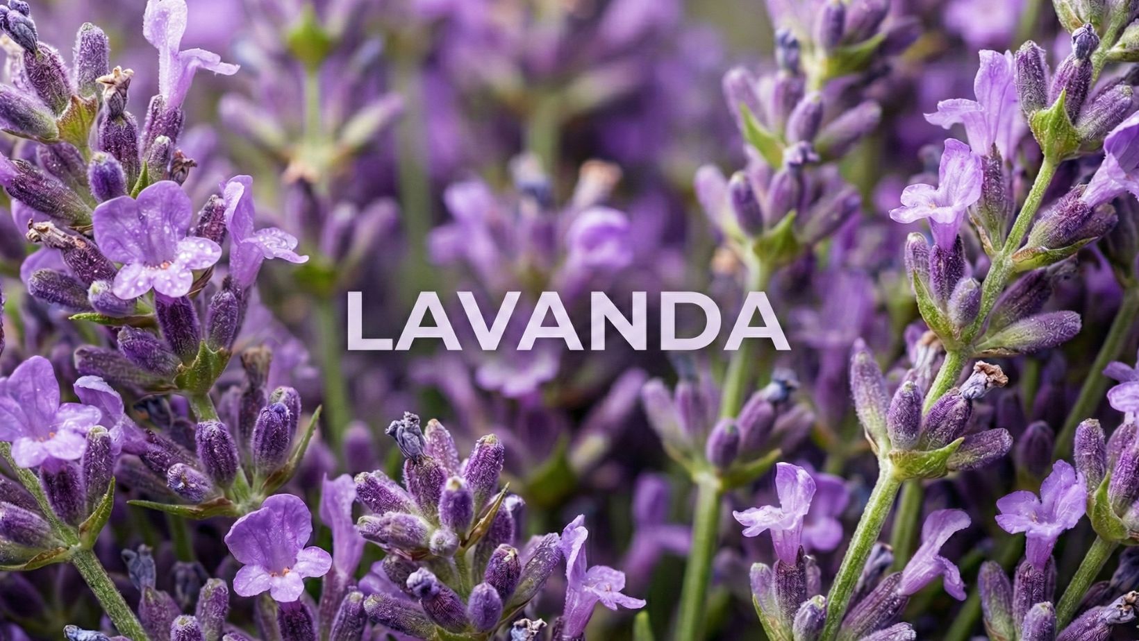 aceite esencial de lavanda francesa de mei rituals