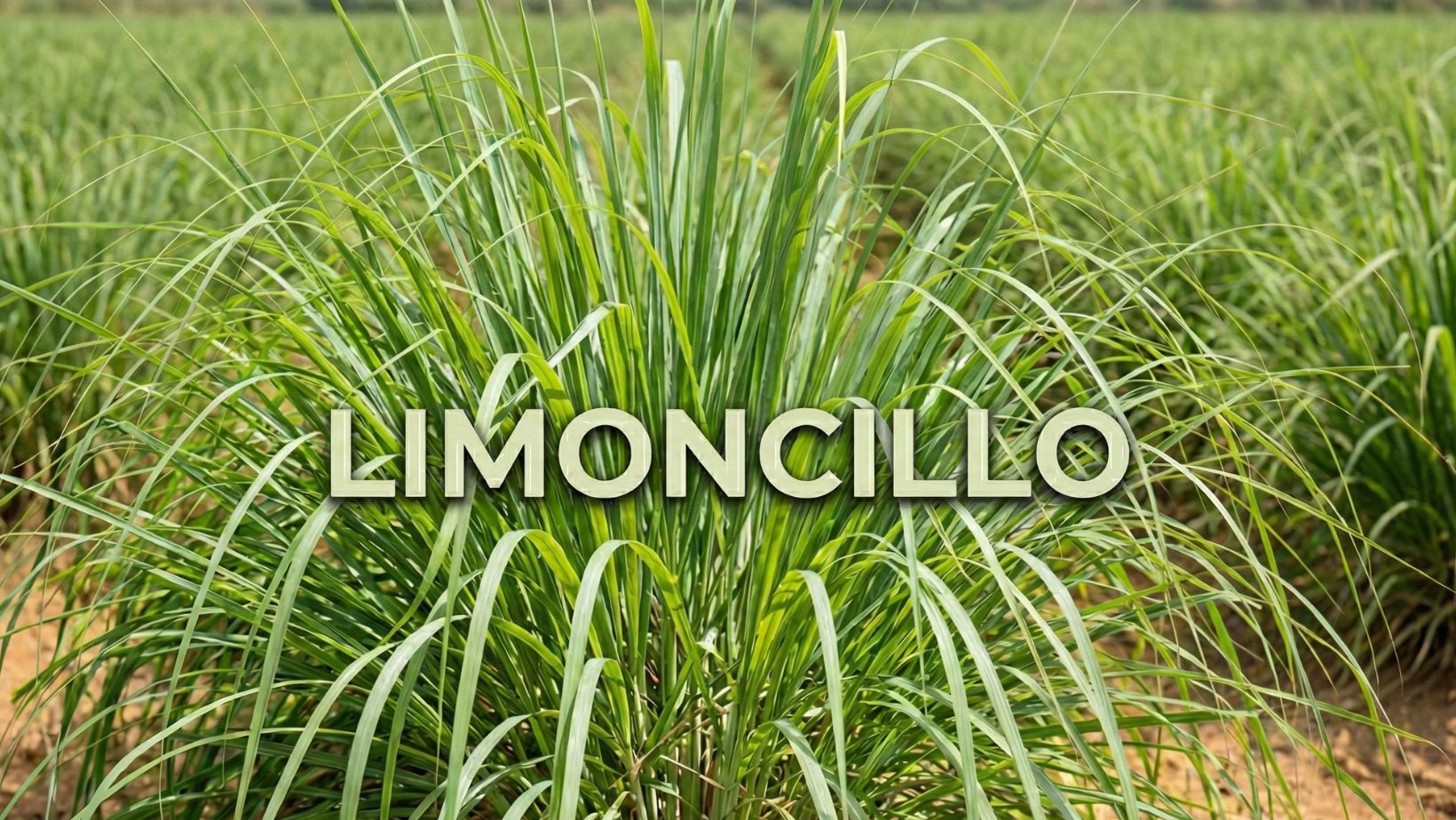 Aceite esencial limoncillo mei rituals