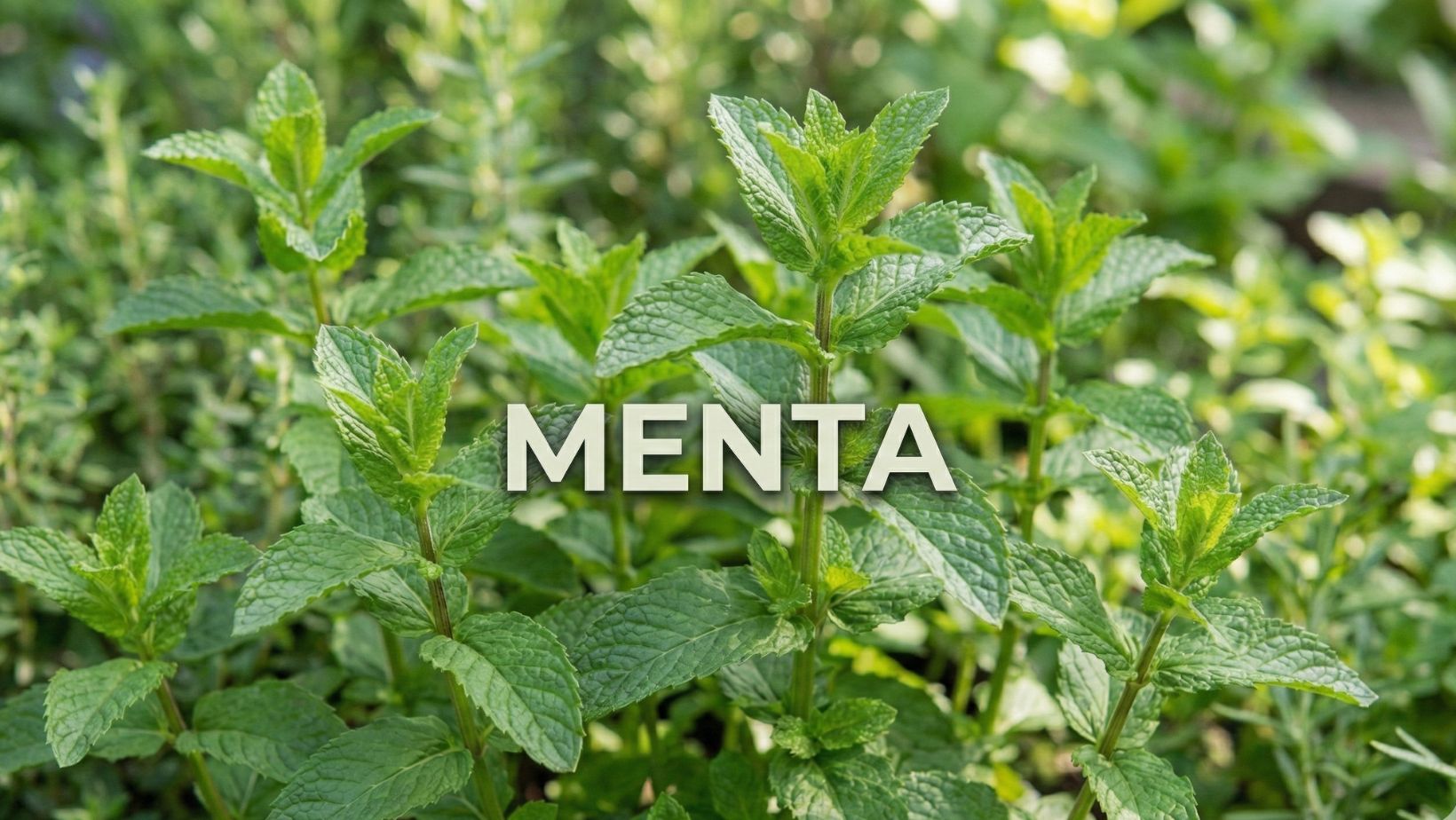 aceite esencial de menta mei rituals