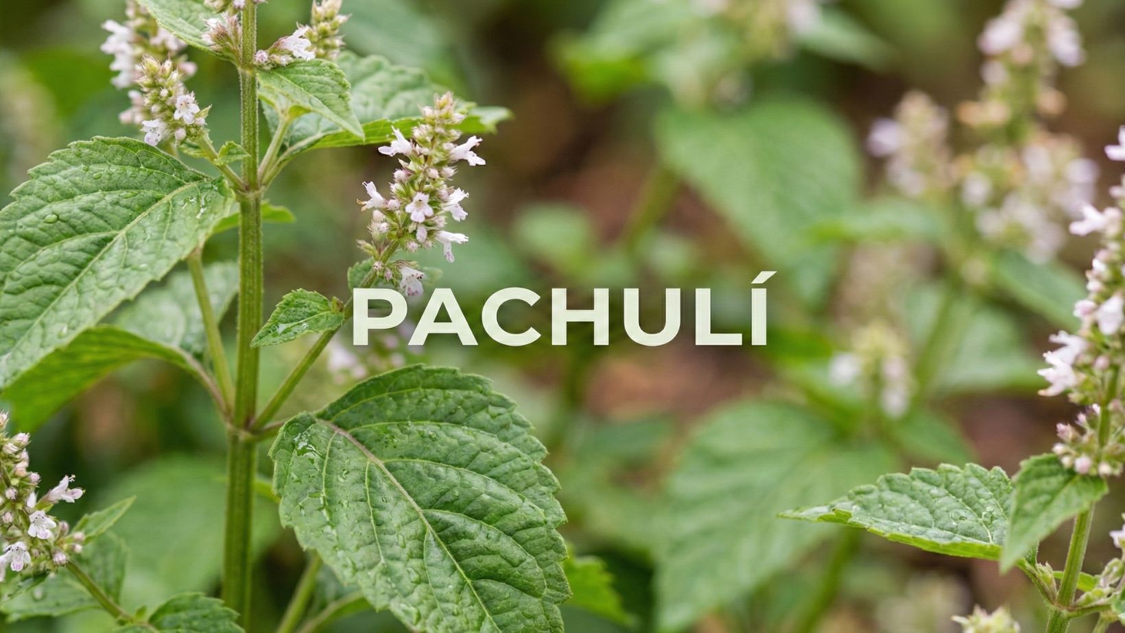 aceite esencial de pachuli de mei rituals
